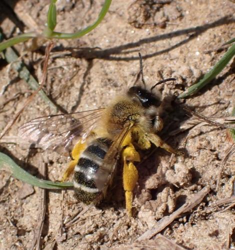 Andrena gravida